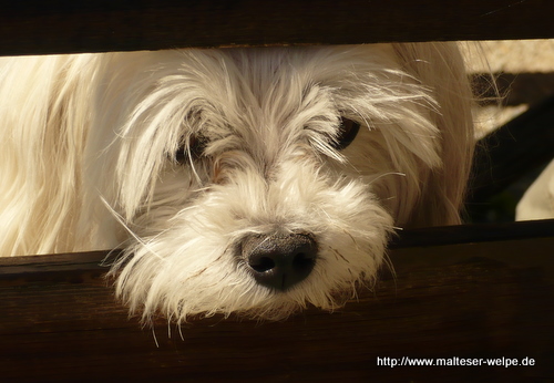 Malteser Treffen Malteser Hundezucht Of Charisma
