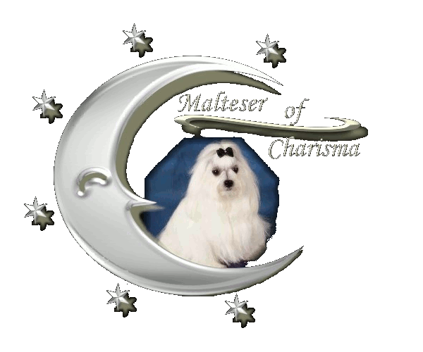 Malteser of Charisma - Malteser Hunde Welpen kaufen