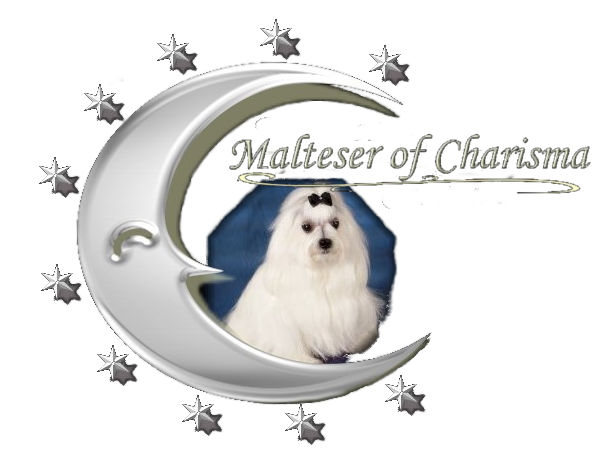 Malteser of Charisma Hundezucht