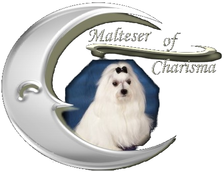 Malteser of Charisma - Malteser Hunde Welpen kaufen