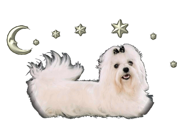 Malteser Hundezucht - Traum in weiß