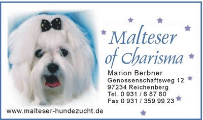 Startseite - Malteser Hundezucht of Charisma