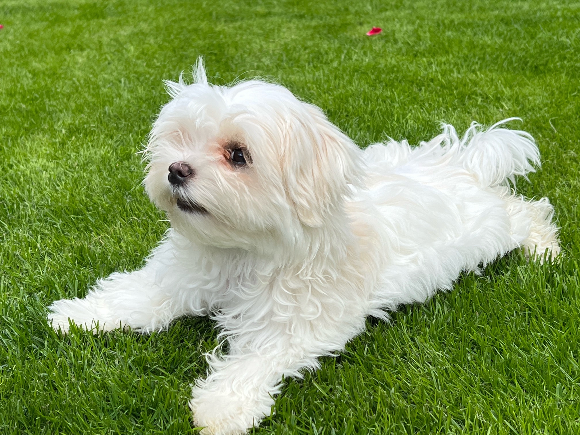 Startseite - Malteser Hundezucht of Charisma